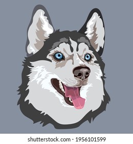 Dog breed Husky. Pet portrait. Vector flat illustration.