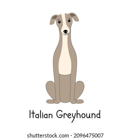 Dog of breed Italian Greyhound sits isolated on a white background. Vector hand drawn illustration