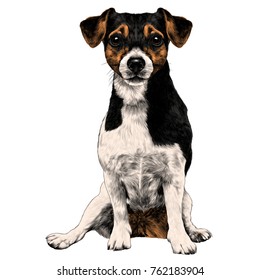 dog breed Jack Russell Terrier sits at full height, sketch vector graphics color picture