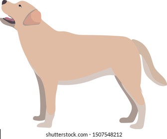 Dog breed Labrador Retriever. flat style