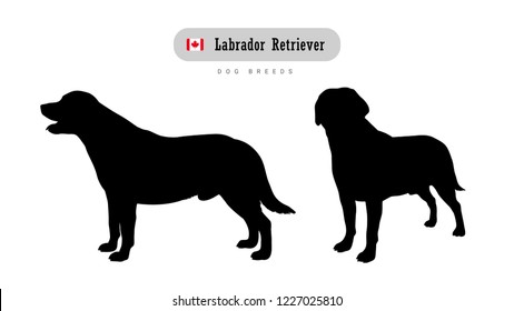 Dog breed Labrador retriever. Side and front view silhouettes isolated on white background.