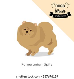 Dog breed pomeranian spitz flat icon isolated on white background. Vector eps 10 format.