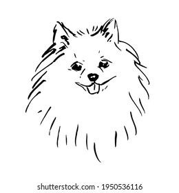 Dog Breed Pomeranian Spitz. Ink Illustration.