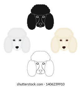 The dog breed is poodle.Muzzle of the poodle single icon in cartoon,black style vector symbol stock illustration web.