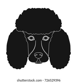 The dog breed is poodle.Muzzle of the poodle single icon in black style vector symbol stock illustration web.