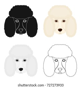 The dog breed is poodle.Muzzle of the poodle single icon in cartoon style vector symbol stock illustration web.