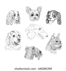 Dog breed portraits hand drawn sketches.  Dog heads collection isolated on white background.