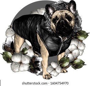 dog breed pug stands tall in warm clothes with a fur hood composition in the form of a circle surrounded by plants cotton, sketch vector graphics color illustration on a white background