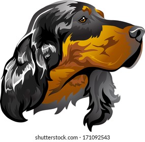 dog breed Scottish setter