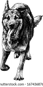 dog breed shepherd runs forward with his tongue hanging out Bouncing in the air, sketch vector graphics monochrome illustration on a white background
