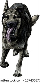 el pastor de raza de perro corre hacia adelante con su lengua pasando el tiempo Bouncing en el aire, esbozar gráficos vectoriales ilustraciones de color en un fondo blanco