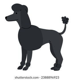 dog breed standard poodle illustration design