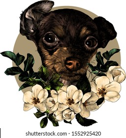 dog breed toy Terrier head on the background of a circle with a composition of leaves and flowers of Apple trees, sketch vector graphics color illustration on a white background