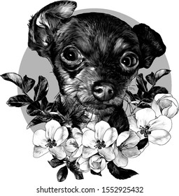 dog breed toy Terrier head on the background of a circle with a composition of leaves and flowers of Apple trees, sketch vector graphics monochrome illustration on a white background