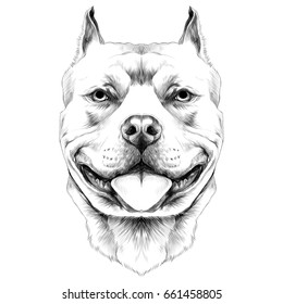 dog breeds the American pit bull Terrier head sketch vector graphics black and white drawing
