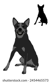 Dog breeds. Australian stumpy tail cattle dog isolated. Vector illustration