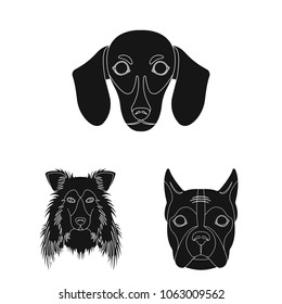 Dog breeds black icons in set collection for design.Muzzle of a dog vector symbol stock web illustration.