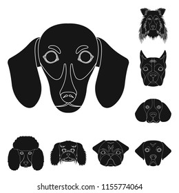 Dog breeds black icons in set collection for design.Muzzle of a dog vector symbol stock web illustration.