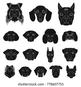 Dog breeds black icons in set collection for design.Muzzle of a dog vector symbol stock web illustration.