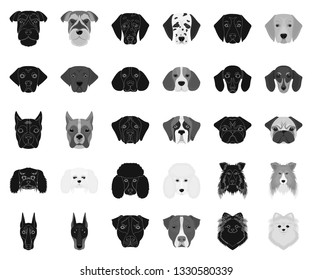 Dog breeds black,monochrome icons in set collection for design.Muzzle of a dog vector symbol stock web illustration.