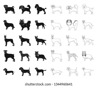 Dog breeds black,outline icons in set collection for design.Dog pet vector symbol stock web illustration.