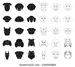 Dog breeds black,outline icons in set collection for design.Muzzle of a dog vector symbol stock web illustration.