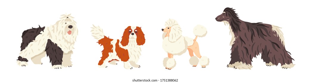 Dog breeds Bobtail, Cavalier King Charles Spaniel, Poodle, Afghan Hound flat vector set. Grooming and pet care concept. Cute animals for exhibition promo poster, banner, online guide, stickers.