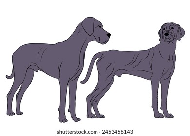 Dog breeds. Cane Corso dogs isolated. Vector illustration