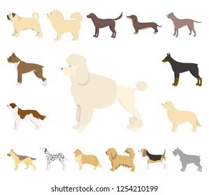 Dog breeds cartoon icons in set collection for design.Dog pet vector symbol stock web illustration.