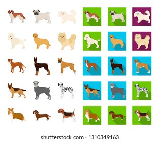 Dog breeds cartoon,flat icons in set collection for design.Dog pet vector symbol stock web illustration.