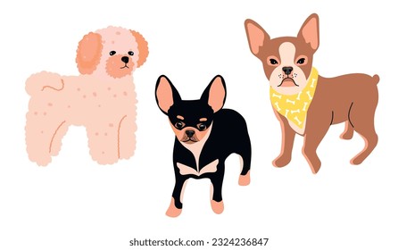 Dog breeds Chihuahua,French Bolonka and Boston Terrier. Set of  pets in color isolated on white.Full length front view.Cute animals print on fabric and paper.Vector flat style cartoon illustration.