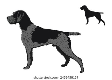 Dog breeds. Drahthaar dog isolated. Vector illustration