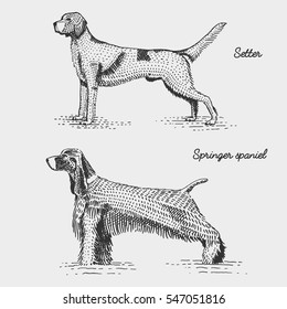 dog breeds engraved, hand drawn vector illustration in woodcut scratchboard style, vintage species. setter and springer spaniel.