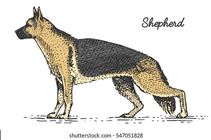 dog breeds engraved, hand drawn vector illustration in woodcut scratchboard style, vintage species. german shepherd.