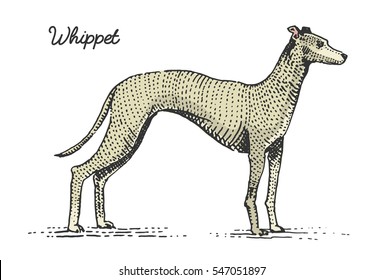 dog breeds engraved, hand drawn vector illustration in woodcut scratchboard style, vintage species. whippet hound.