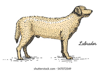 dog breeds engraved, hand drawn vector illustration in woodcut scratchboard style, vintage species. labrador retriever and dalmatian.