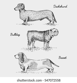 dog breeds engraved, hand drawn vector illustration in woodcut scratchboard style, vintage species. dachshund, bulldog and basset.