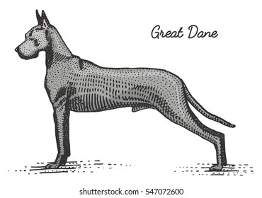 dog breeds engraved, hand drawn vector illustration in woodcut scratchboard style, vintage species. great dane.