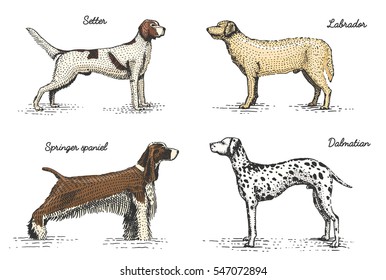 dog breeds engraved, hand drawn vector illustration in woodcut scratchboard style, vintage drawing species. setter, springer spaniel and labrador. dalmatian.