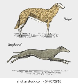 dog breeds engraved, hand drawn vector illustration in woodcut scratchboard style, vintage species. borzoi and spanish greyhound whippet.