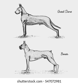 dog breeds engraved, hand drawn vector illustration in woodcut scratchboard style, vintage species. great dane and boxer.