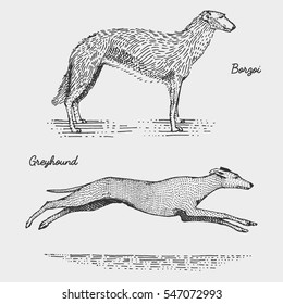 dog breeds engraved, hand drawn vector illustration in woodcut scratchboard style, vintage species. borzoi and spanish greyhound whippet.