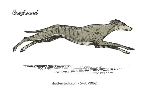 dog breeds engraved, hand drawn vector illustration in woodcut scratchboard style, vintage species. running jumping spanish greyhound.