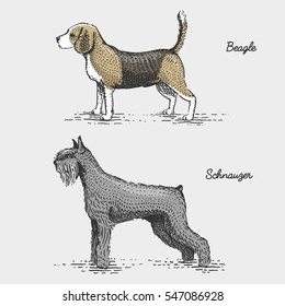 dog breeds engraved, hand drawn vector illustration in woodcut scratchboard style, vintage species. beagle and schnauzer.