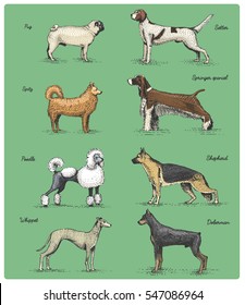 dog breeds engraved, hand drawn vector illustration in woodcut scratchboard style, vintage drawing species. pug and setter, poodle with spitz, springer spaniel whippet hound doberman, shepherd.