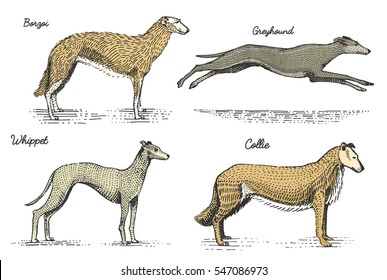 dog breeds engraved, hand drawn vector illustration in woodcut scratchboard style, vintage drawing species. russian birzoi, greyhound, whippet and collie.