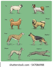 dog breeds engraved, hand drawn vector illustration in woodcut scratchboard style, vintage drawing species. pug and spitz, papillon. pekingese. shepherd borzoi. whippet and greyhound.