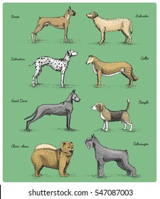 dog breeds engraved, hand drawn vector illustration in woodcut scratchboard style, vintage drawing species. boxer, labrador, dalmatian, collie great dane schnauzer chow-chow.