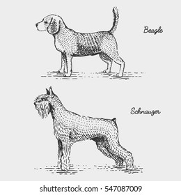dog breeds engraved, hand drawn vector illustration in woodcut scratchboard style, vintage species. beagle and schnauzer.