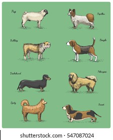 dog breeds engraved, hand drawn vector illustration in woodcut scratchboard style, vintage drawing species. pug and papillon, spitz. dachshund, bulldog, basset. beagle. pekingese